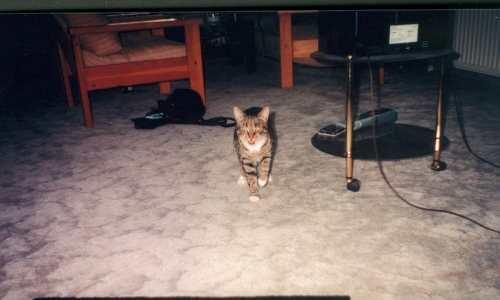 In Erinnerung an meine verstorbene Katze Tiger