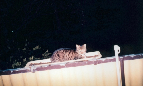 In Erinnerung an meine verstorbene Katze Tiger